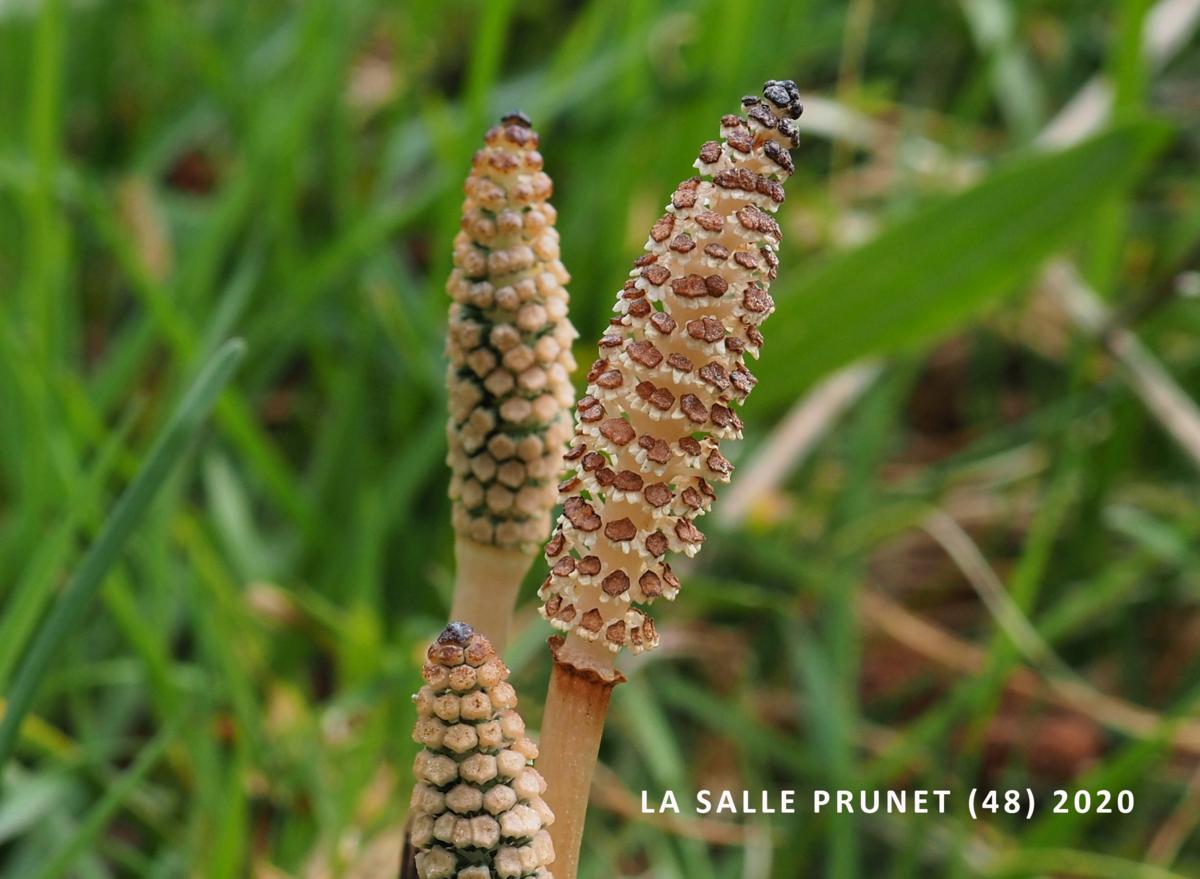 Horesetail, Field flower